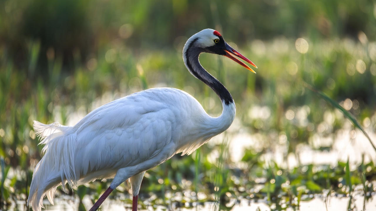 Red Crowned Crane featured image