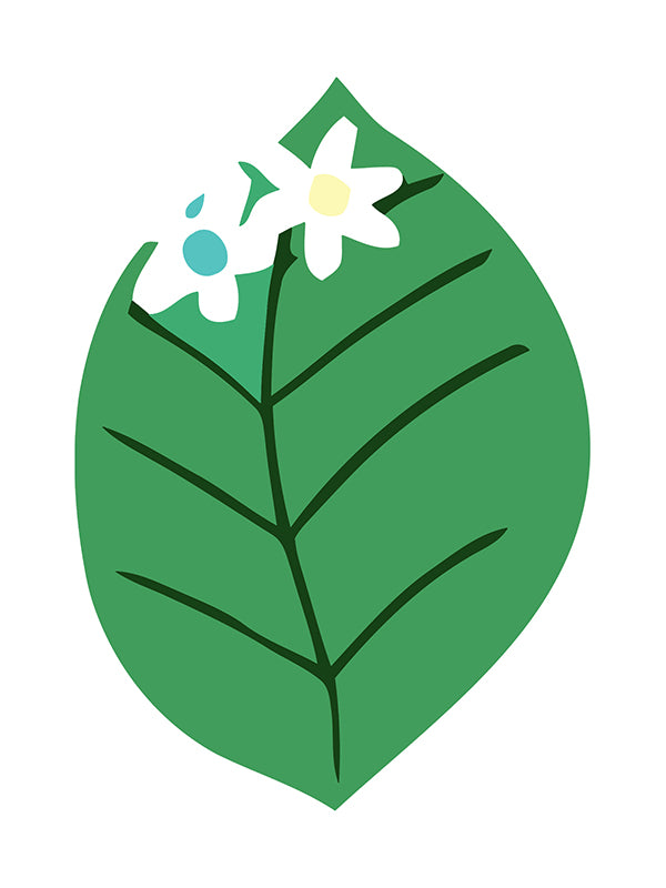 Green leaf with a white flower on a white background