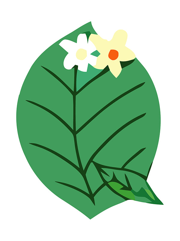 Green leaf with two flowers on a white background