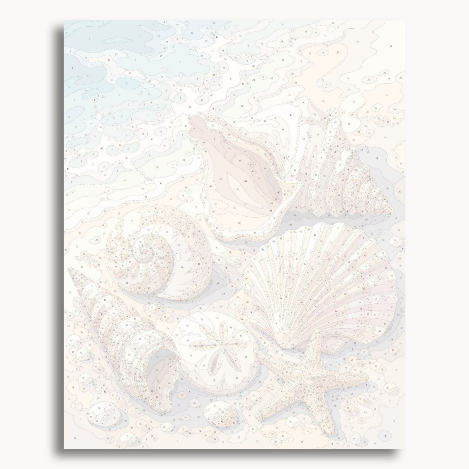 Beach Shells