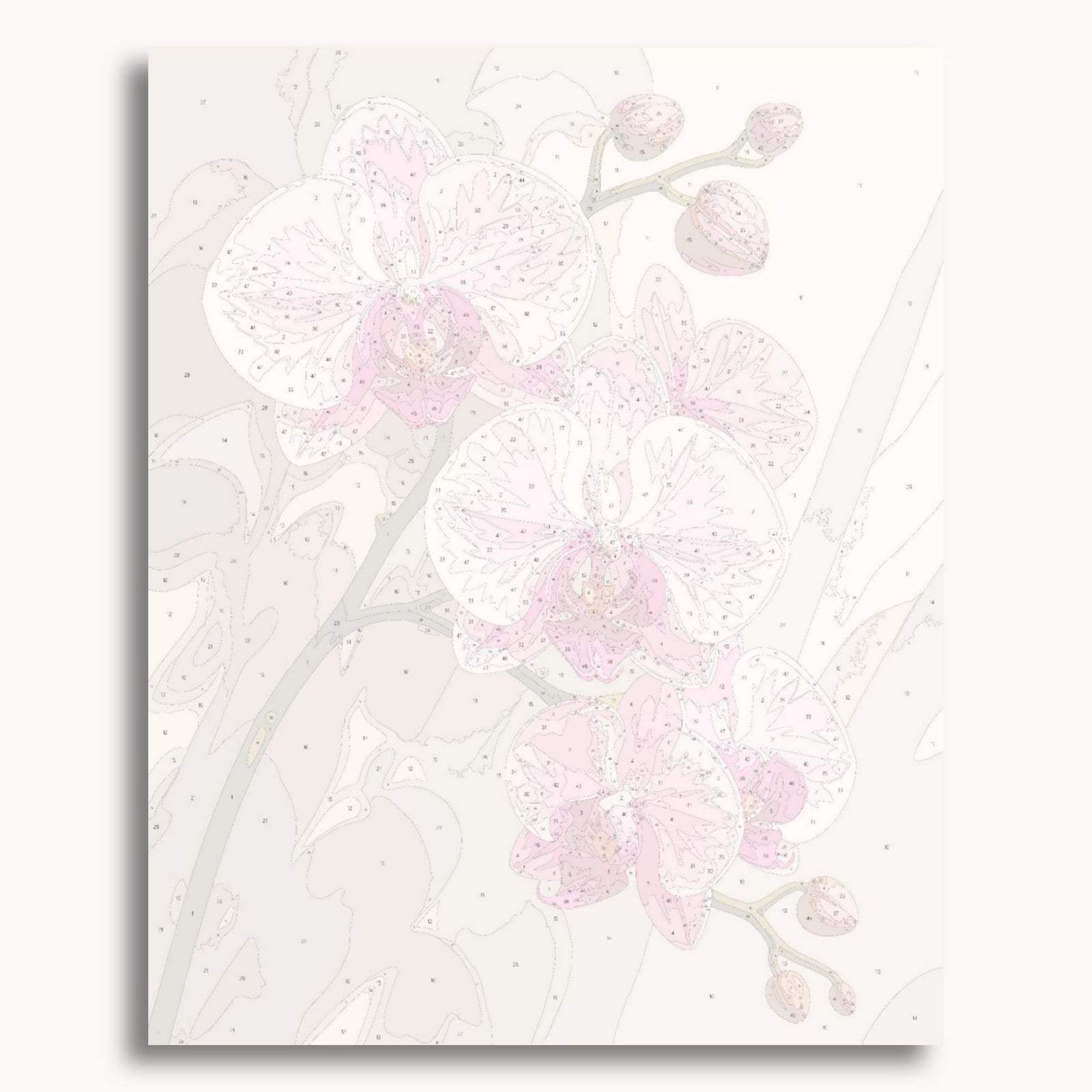 Pink Orchids