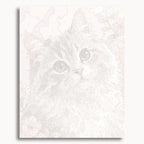 Cute Kitten