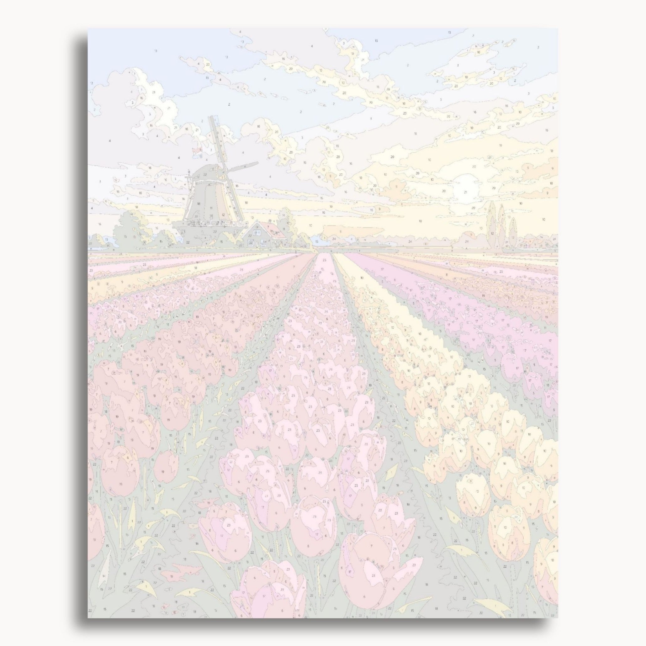 Tulip Fields