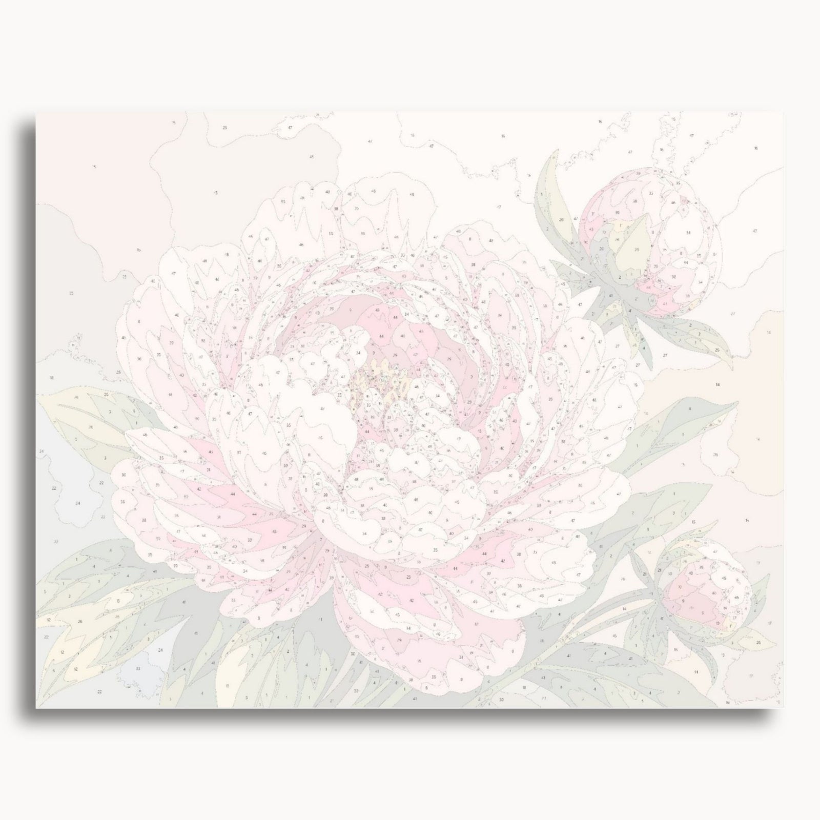 Pink Peony