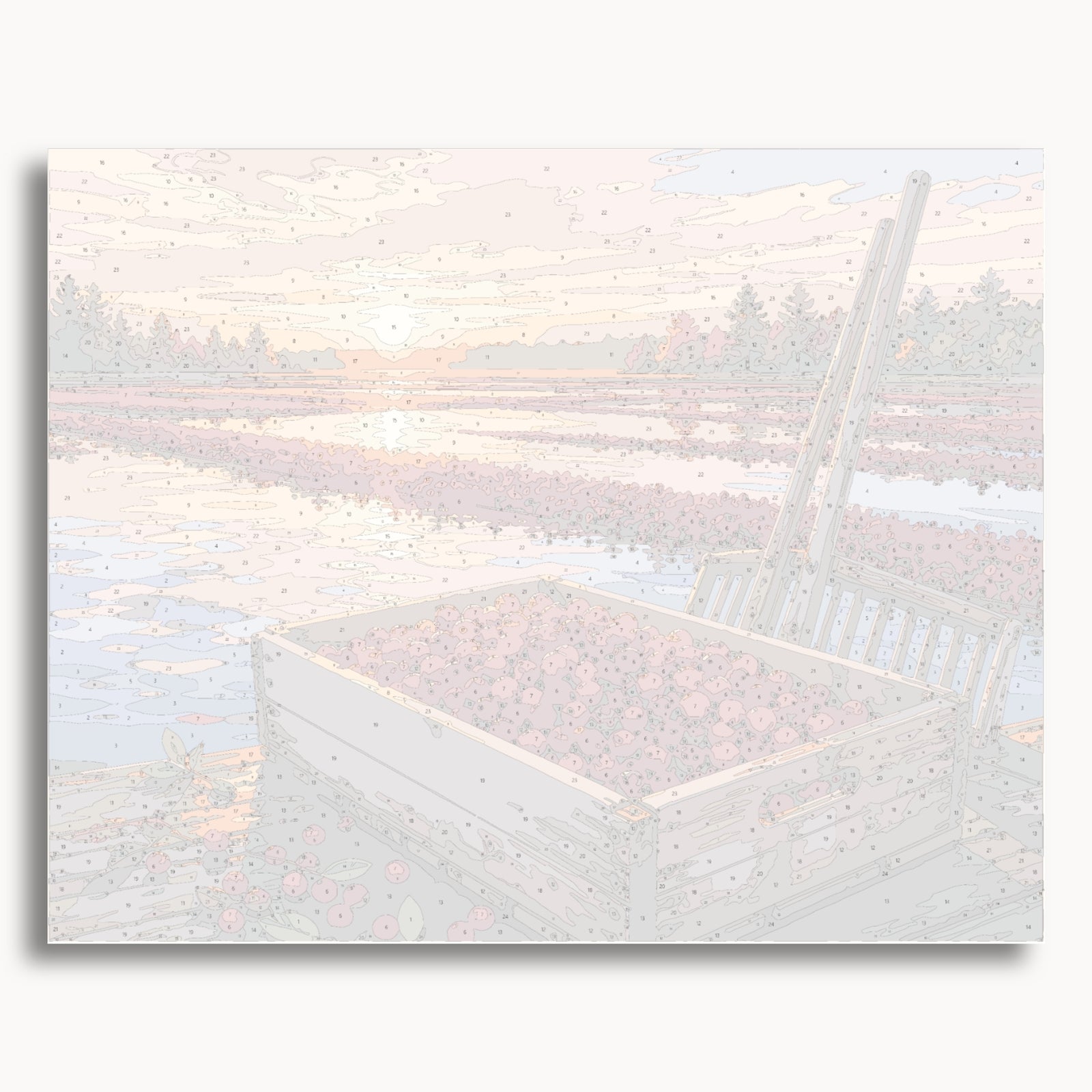 Récolte de canneberges