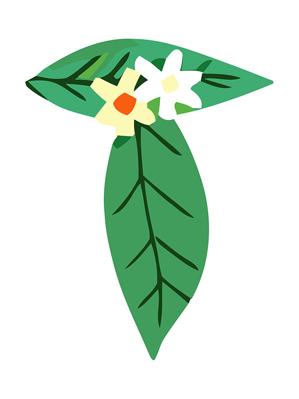 Illustration of green leaves and flowers on a white background