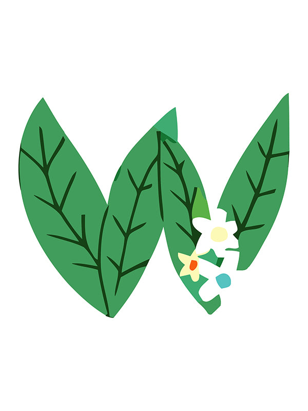 Green leaves with a small white flower on a white background