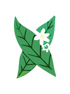 Green leaves with a white flower in the center on a white background