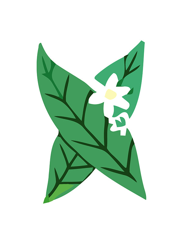 Green leaves with a white flower in the center on a white background