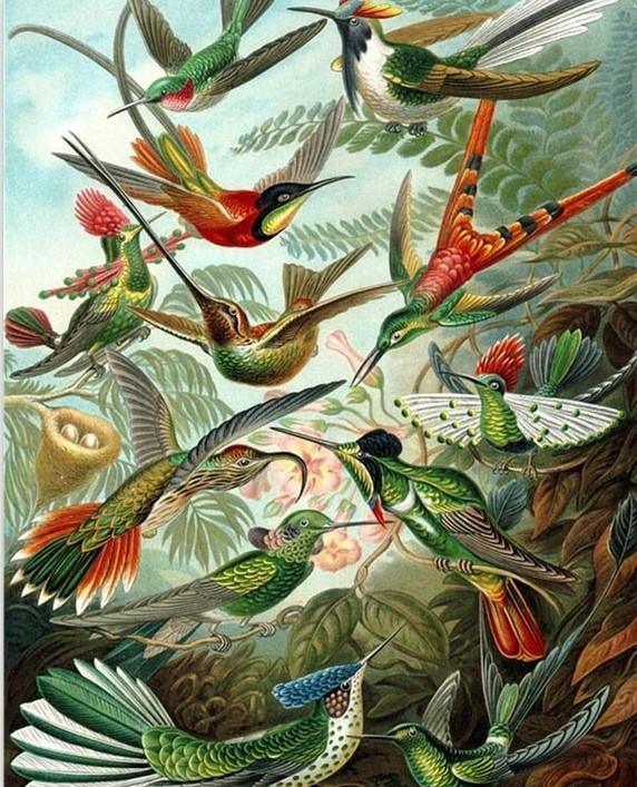 Colibríes - Ernst Haeckel - Crafty By Numbers - Pintura por números - Pintura por números para adultos - Pintura - Lienzo - Pintura personalizada por números