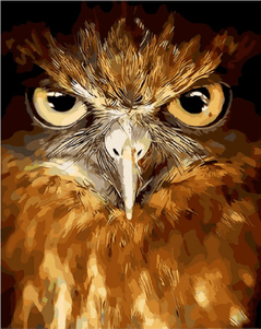 Owl Eyes paint by numbers canvas and color guide