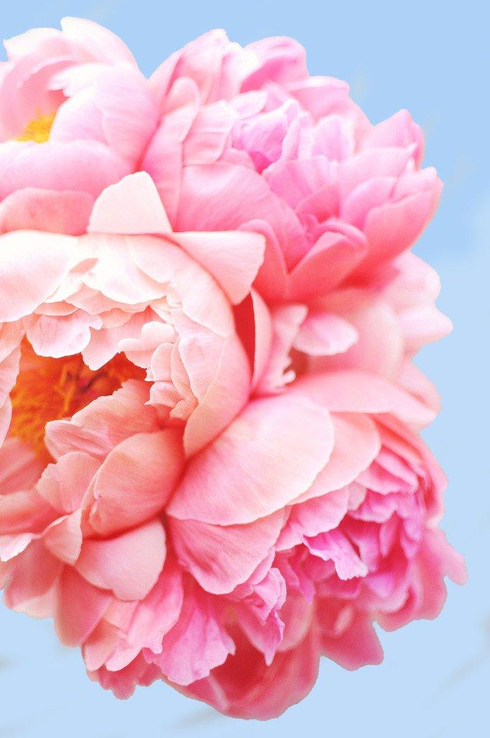 Rosa Blumenkunst – Basteln nach Zahlen – Malen nach Zahlen – Malen nach Zahlen für Erwachsene – Gemälde – Leinwand – individuelles Malen nach Zahlen