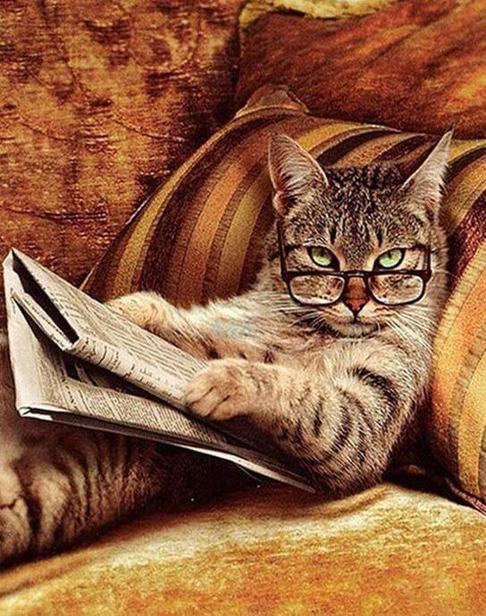 Reading Cat - Crafty By Numbers - Paint by Numbers - Paint by Numbers for Adults - Painting - Canvas - Custom Paint by Numbers