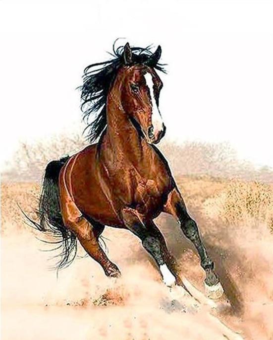 Laufendes Pferd – Crafty By Numbers – Malen nach Zahlen – Malen nach Zahlen für Erwachsene – Gemälde – Leinwand – individuelles Malen nach Zahlen
