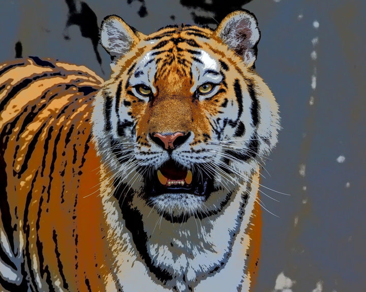 Tiger Face Art - Crafty By Numbers - Paint by Numbers - Paint by Numbers for Adults - Painting - Canvas - Custom Paint by Numbers
